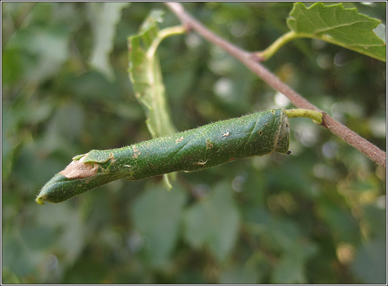 Caloptilia populetorum
