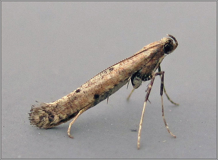 Caloptilia populetorum