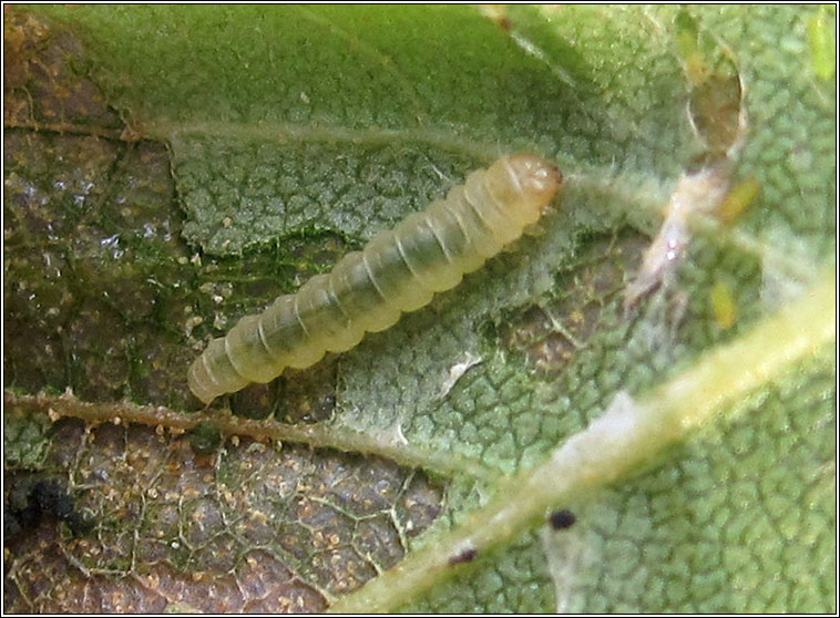 Caloptilia populetorum
