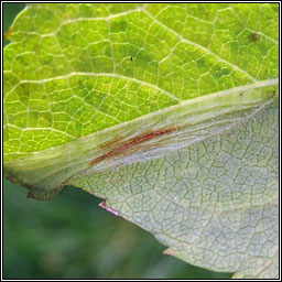 Phyllonorycter blancardella sens lat