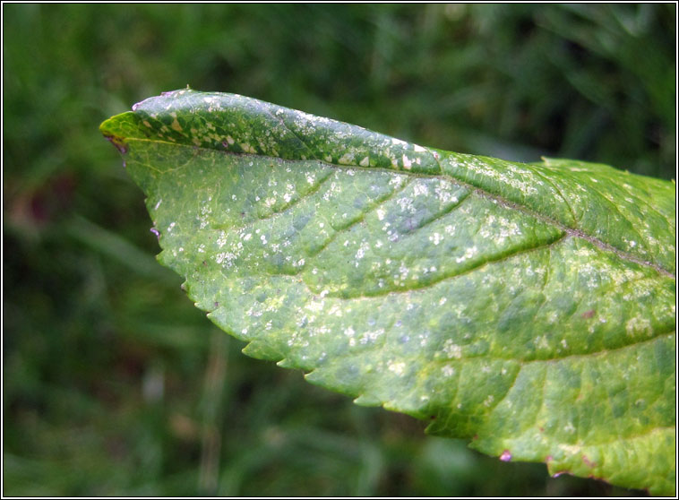Phyllonorycter blancardella sens lat