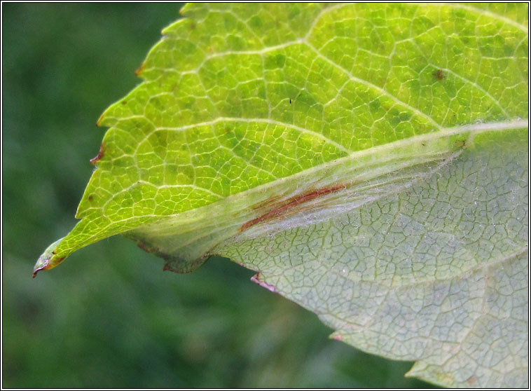 Phyllonorycter blancardella sens lat