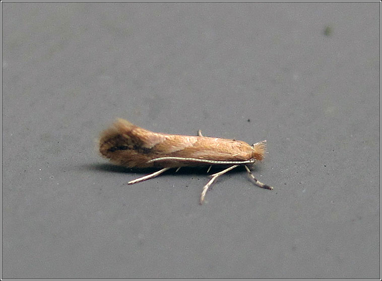 Moths - Phyllonorycter salictella viminiella