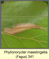 Phyllonorycter maestingella (leaf mine)