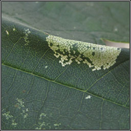 Phyllonorycter geniculella