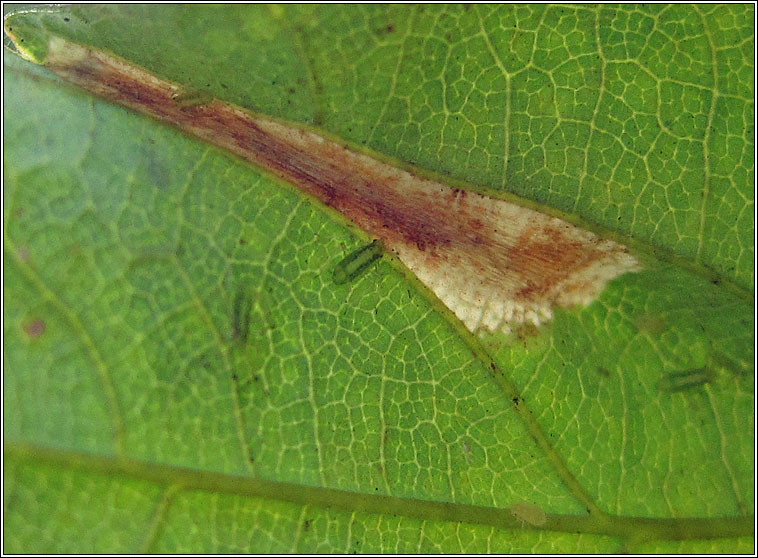 Phyllonorycter geniculella