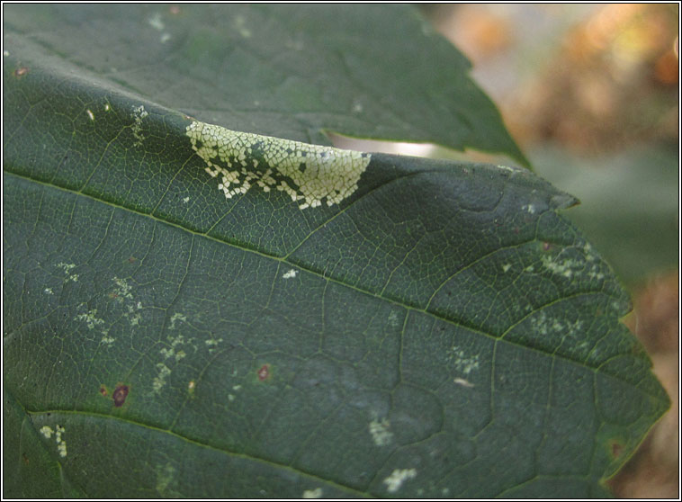 Phyllonorycter geniculella