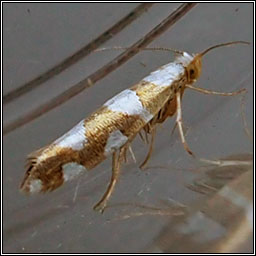 Argyresthia brockeella