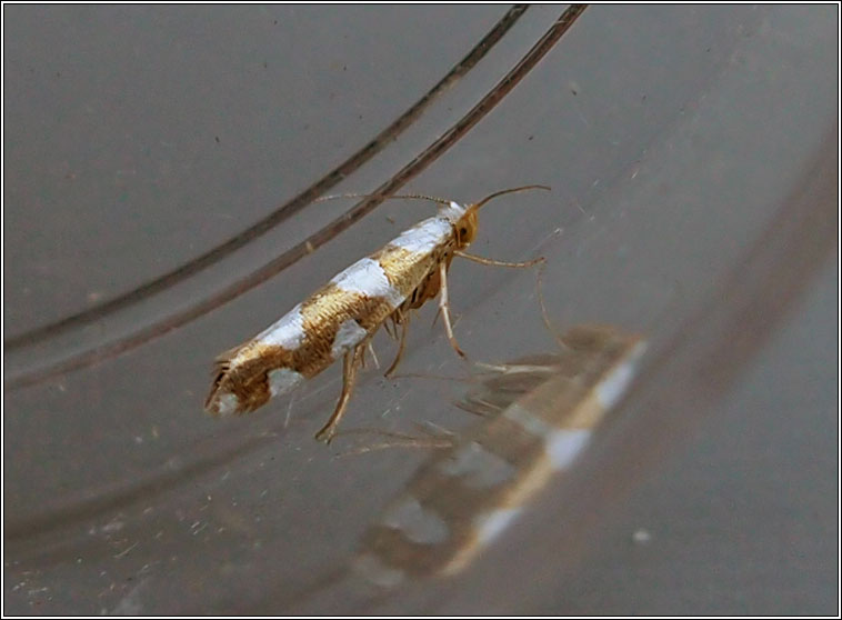Argyresthia brockeella
