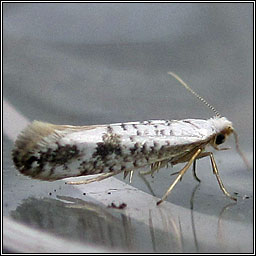Argyresthia retinella