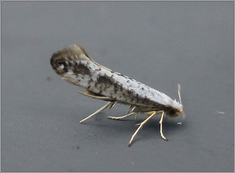 Argyresthia retinella