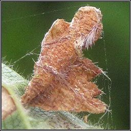 Coleophora binderella