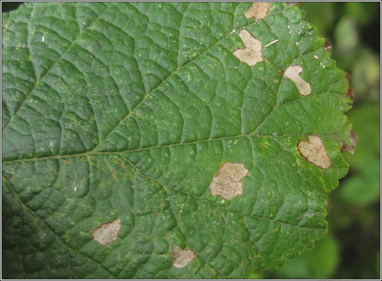 Coleophora binderella
