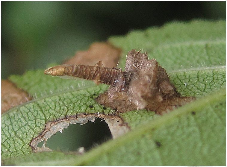 Coleophora ahenella
