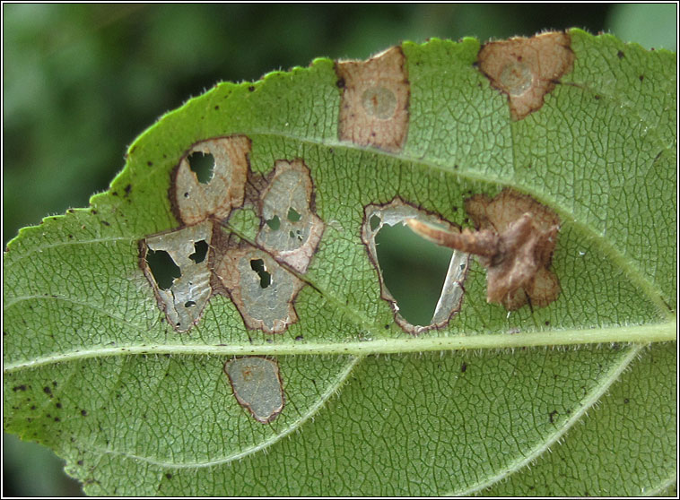 Coleophora ahenella