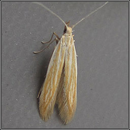 Coleophora lineolea