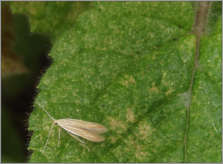 Coleophora lineolea