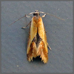 Batia lunaris
