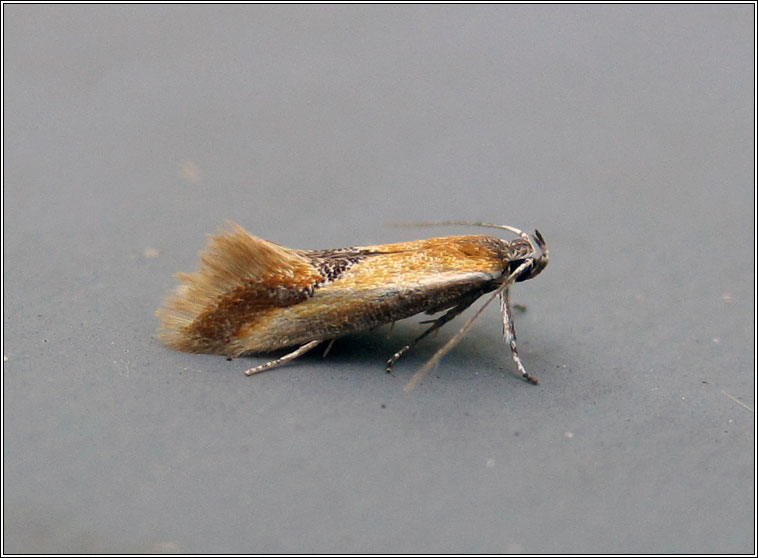Batia lunaris