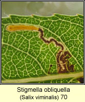 Stigmella obliquella