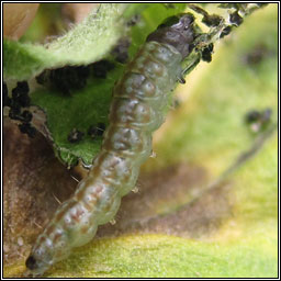 Scrobipalpa costella