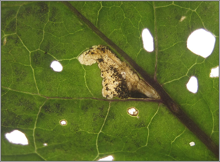 Scrobipalpa costella