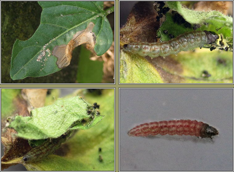 Scrobipalpa costella