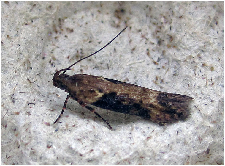 Scrobipalpa costella