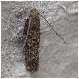 Tuta absoluta