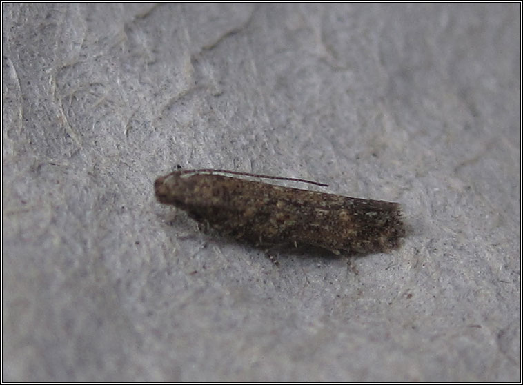 Tuta absoluta