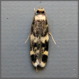 Oegoconia