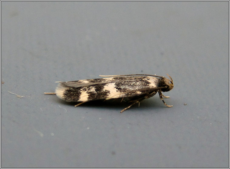 Moths - Oegoconia sp