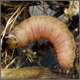 Aethes rubigana