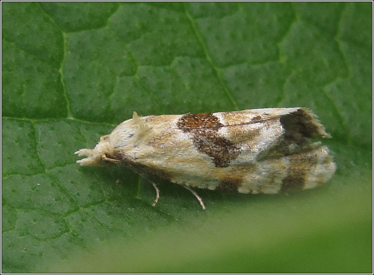 Aethes rubigana