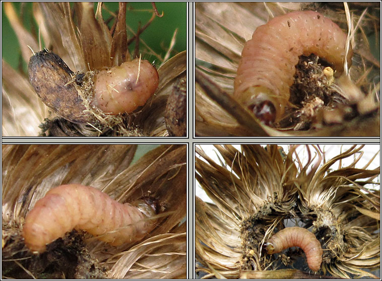 Aethes rubigana
