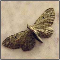 Slender Pug, Eupithecia tenuiata