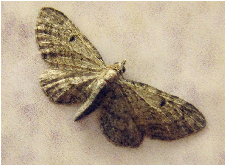 Slender Pug, Eupithecia tenuiata