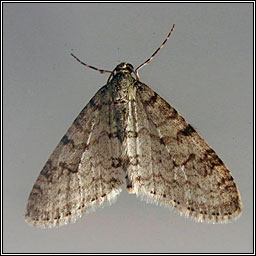 Early Tooth-striped, Trichopteryx carpinata