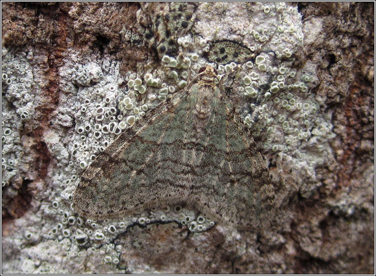 Early Tooth-striped, Trichopteryx carpinata