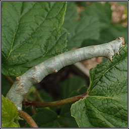 Oak Beauty, Biston strataria