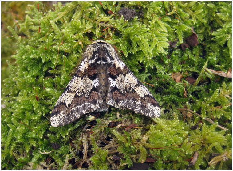 Oak Beauty, Biston strataria