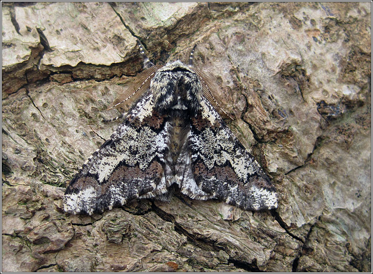 Oak Beauty, Biston strataria