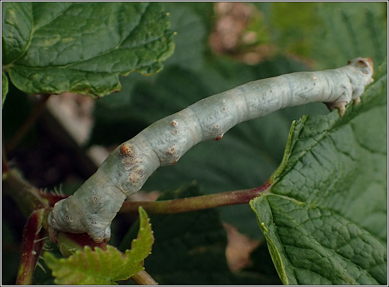 Oak Beauty, Biston strataria