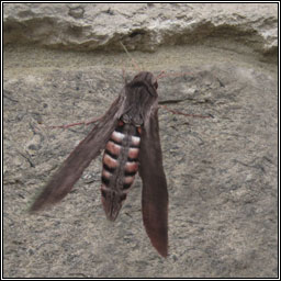 Convolvulus Hawk-moth, Agrius convolvuli
