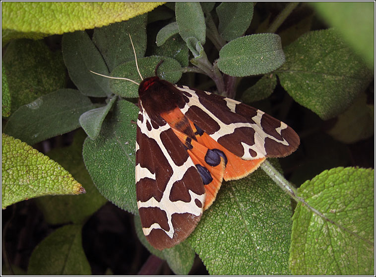 Moths - Garden Tiger, Arctia caja