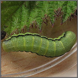 Powdered Quaker, Orthosia gracilis