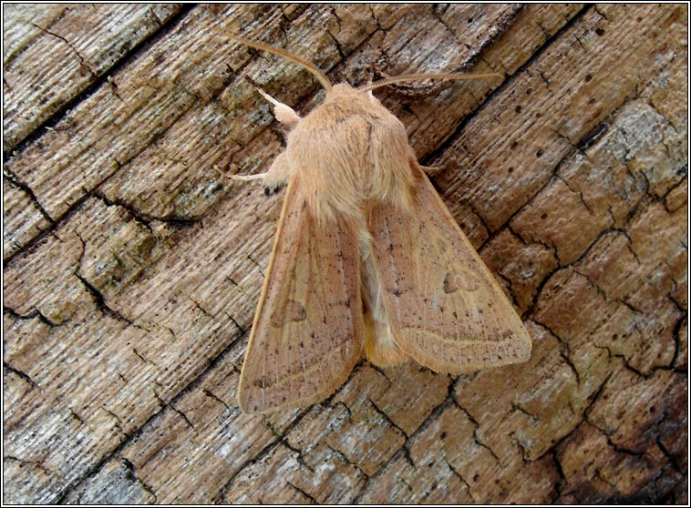 Powdered Quaker, Orthosia gracilis