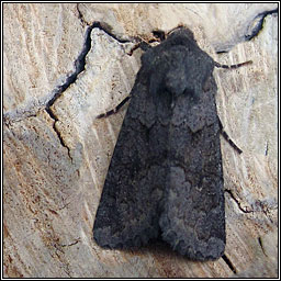 Deep-brown Dart, Aporophyla lutulenta