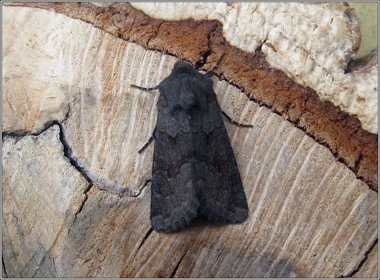 Deep-brown Dart, Aporophyla lutulenta