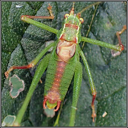 Speckled Bush-cricket, Leptophyes punctatissima